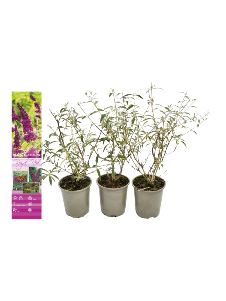 OH2 3er-Set: Schmetterlingspflanzen Davidii in Purpurrot günstig kaufen onesize