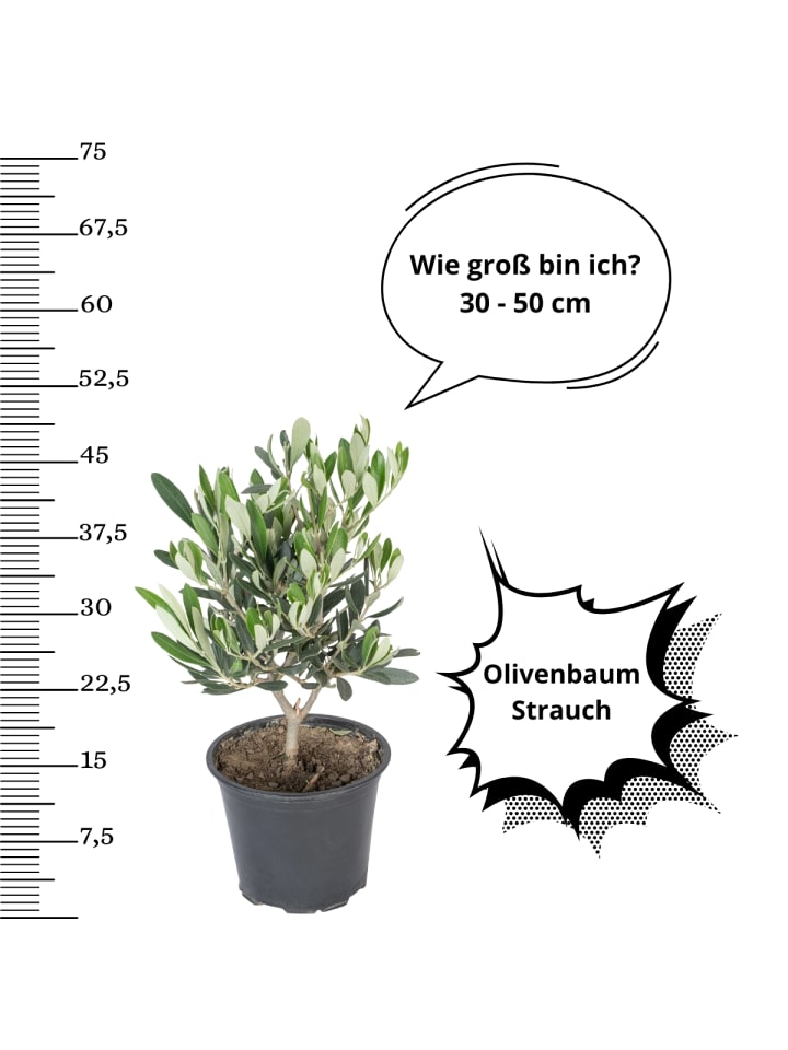 OH2 Olivenbaumstrauch in Grün günstig kaufen onesize