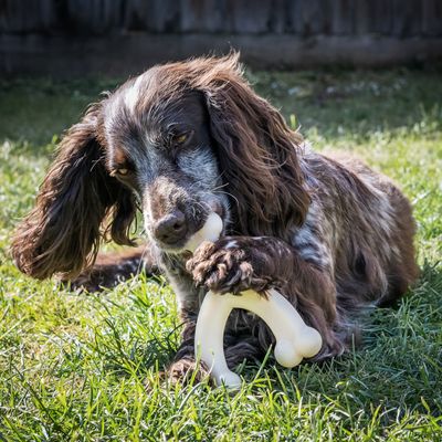Nylabone Wishbone Kauspielzeug mit Hühnchengeschmack