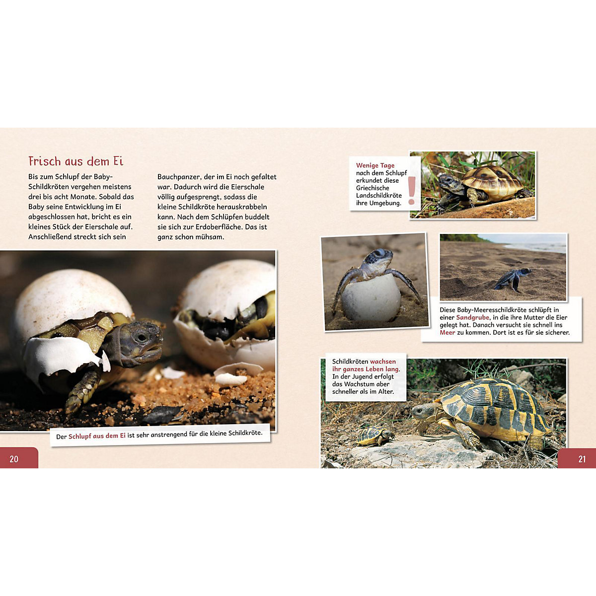 Meine große Tierbibliothek: Die Schildkröte