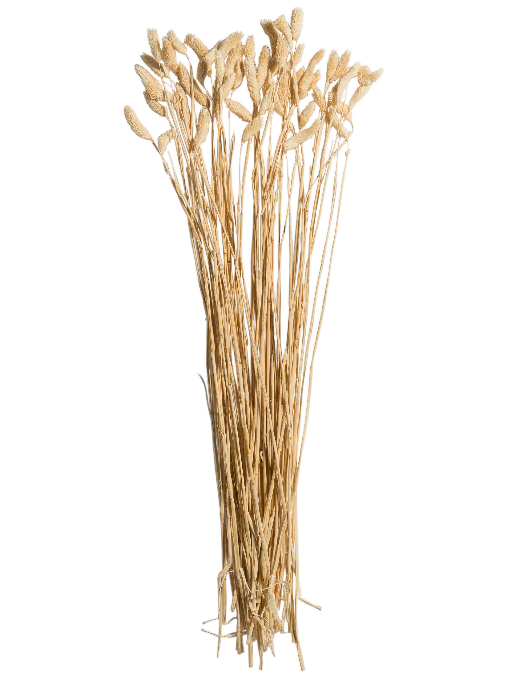 Phalaris Trockenblume, Weiss
