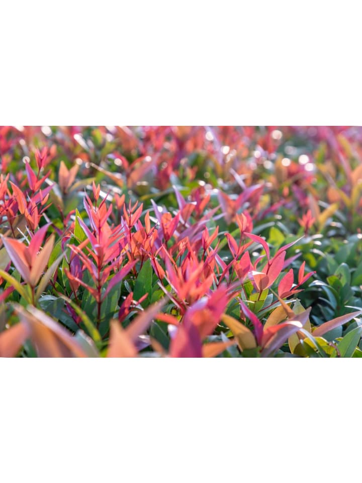 OH2 3er-Set: Photinia fras. 'Red Robin' Glanz Mispel in Bunt günstig kaufen onesize
