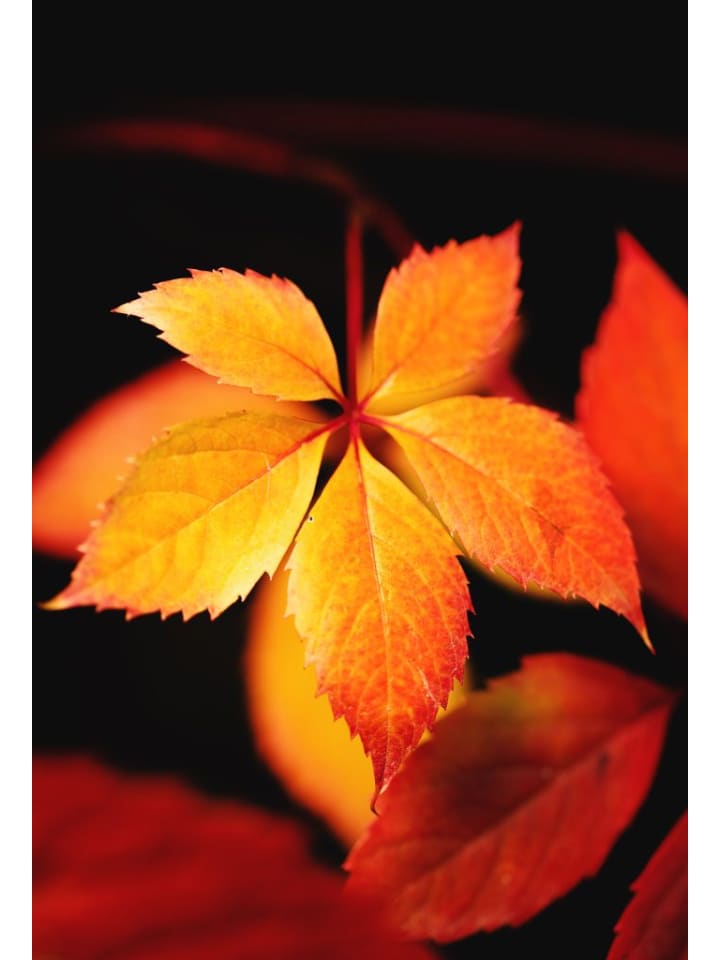 OH2 6er-Set: Parthenocissus quinquefolia in Bunt günstig kaufen onesize