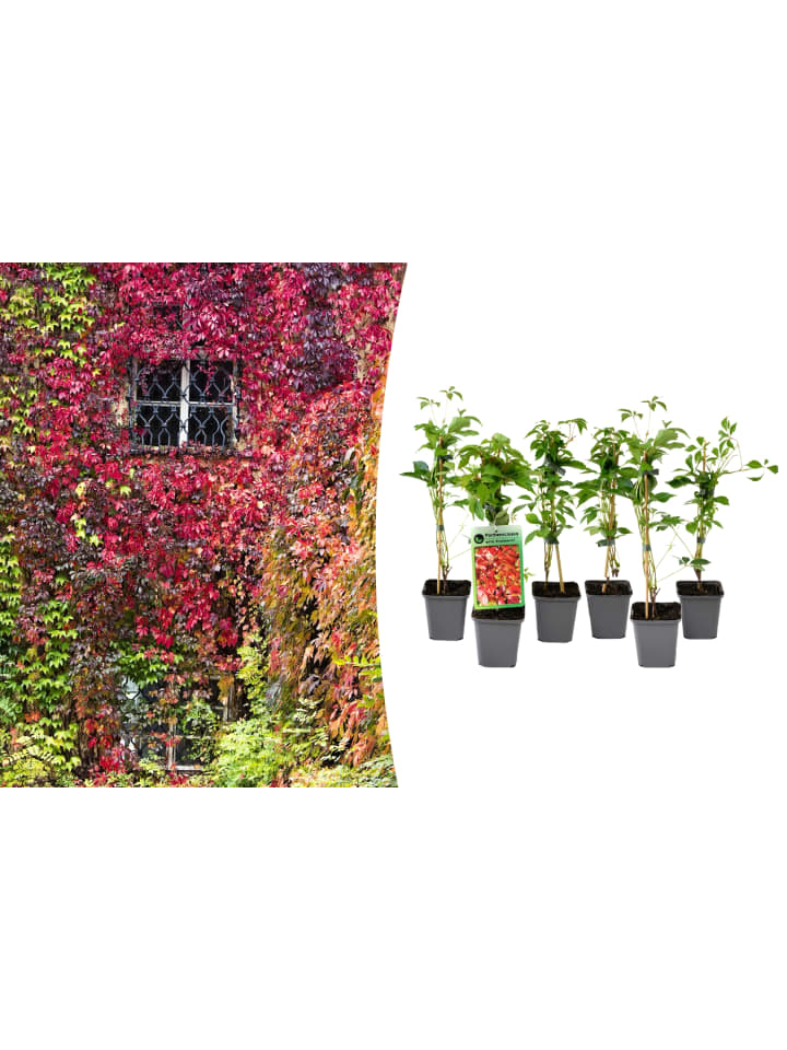 OH2 6er-Set: Parthenocissus quinquefolia in Bunt günstig kaufen onesize