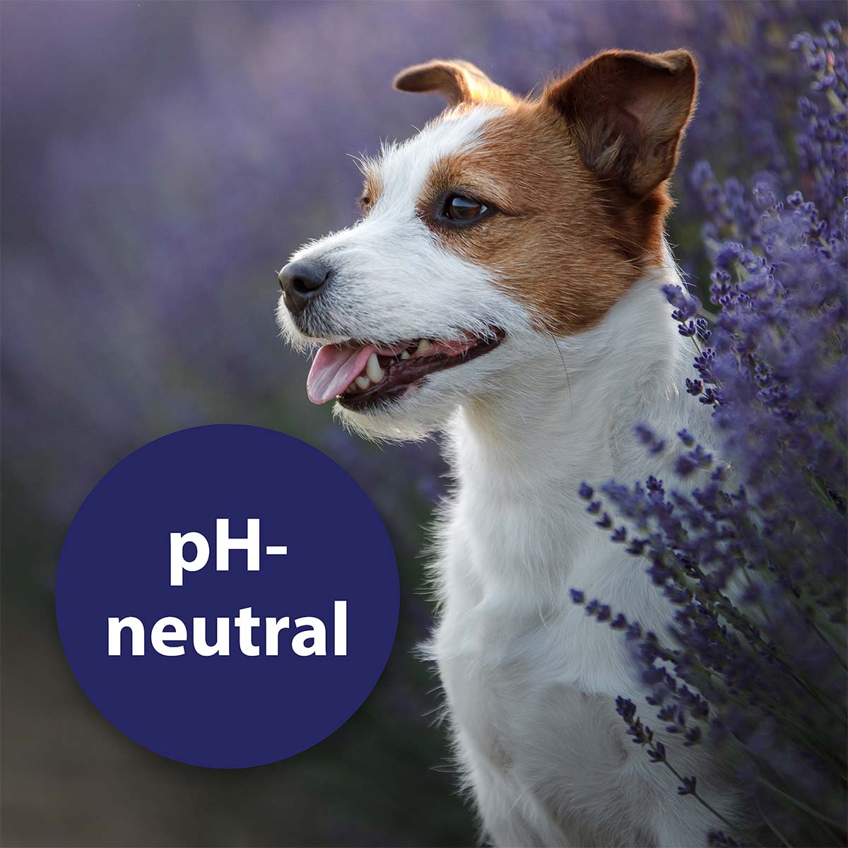 Canosept Augenpflege für Hunde 120ml günstig kaufen bei ZooRoyal
