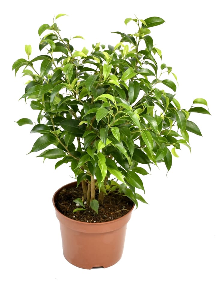 OH2 3er-Set: Feigen Ficus Weeping in Grün günstig kaufen onesize