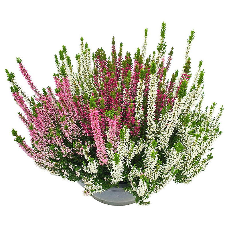 Calluna trefarget i skål