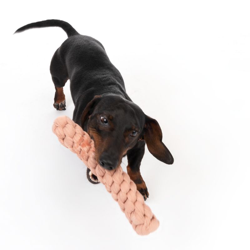Modern Living Hundespielzeug Tarifa zu TOP-Preisen