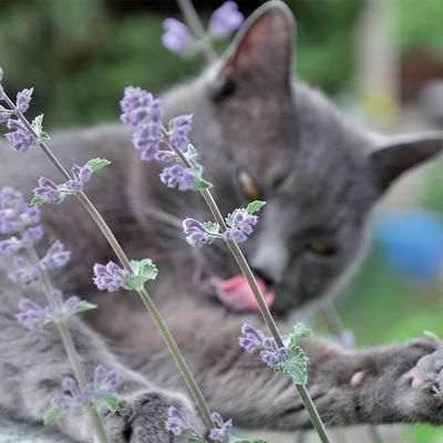 Aumüller Fledermaus Frido Baldrian-Katzenspielkissen