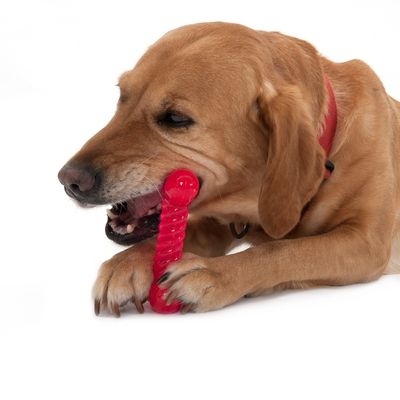 Hundespielzeug TPR Knochen