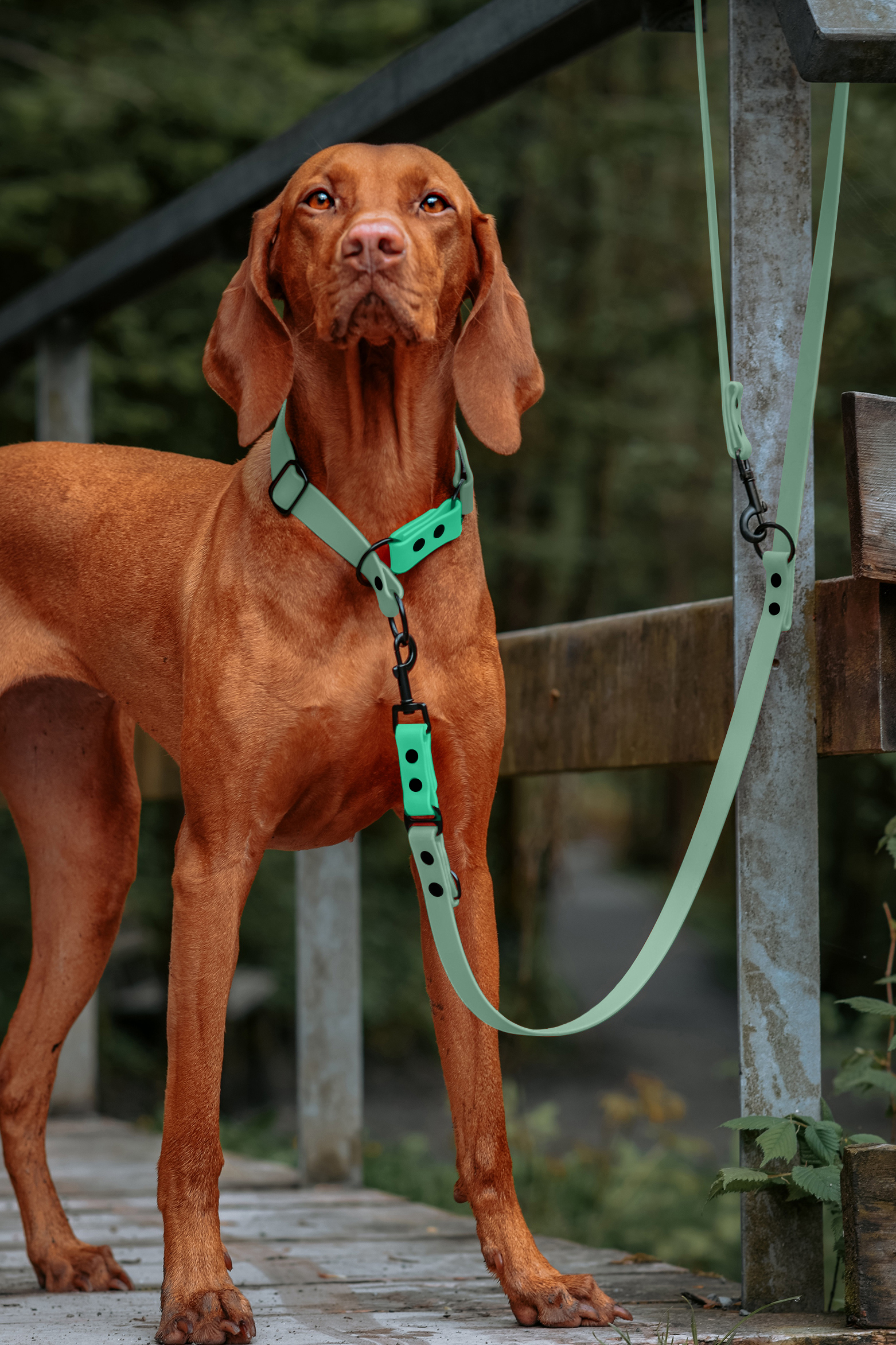 THE DOG IDEA Hundehalsbänder THE DOG IDEA Zugstopp Halsband Sage M