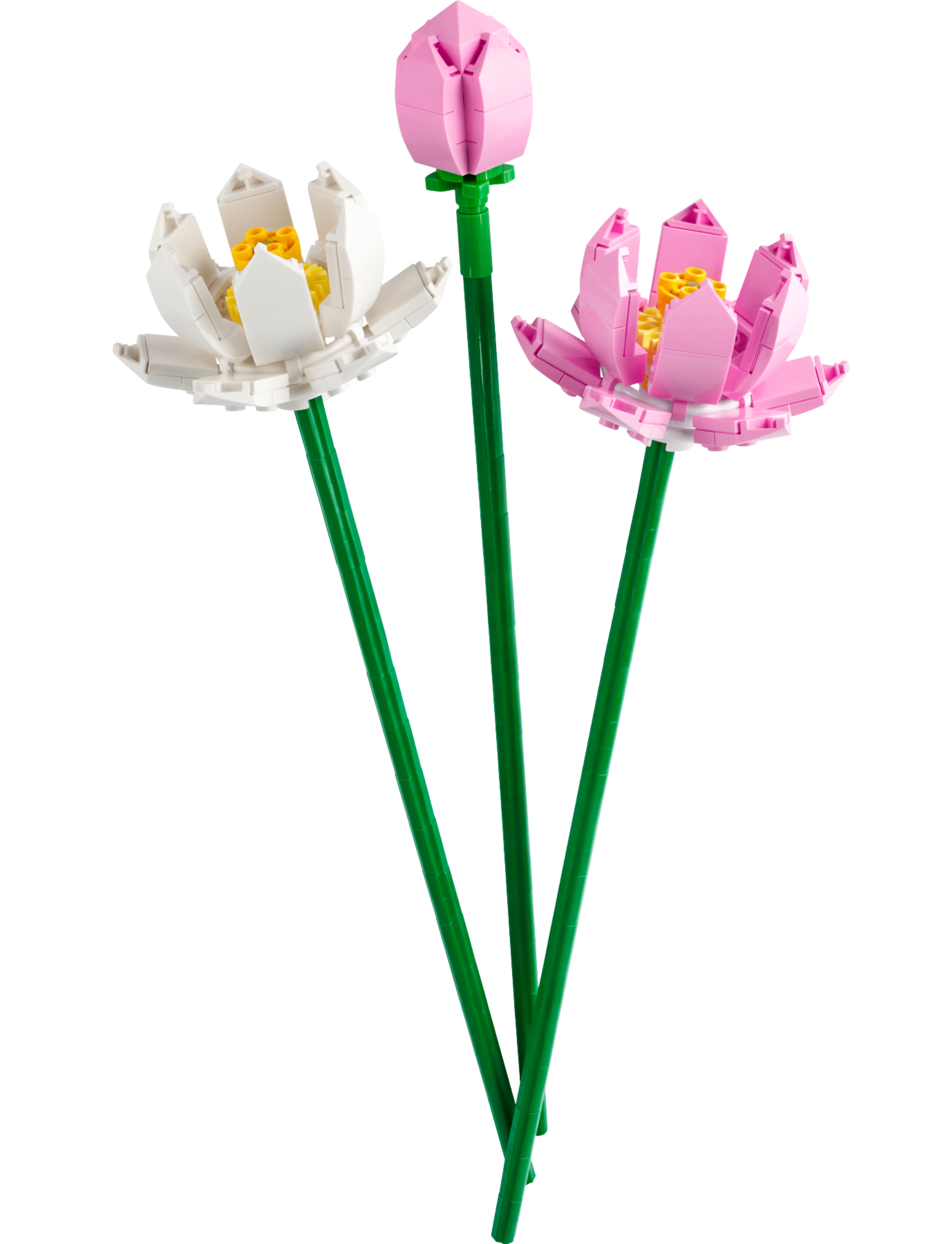 Lotusblumen 40647