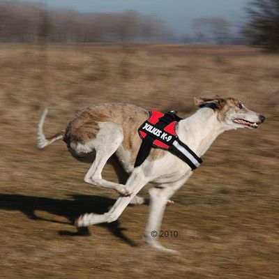 JULIUS-K9® Powergeschirr - rot