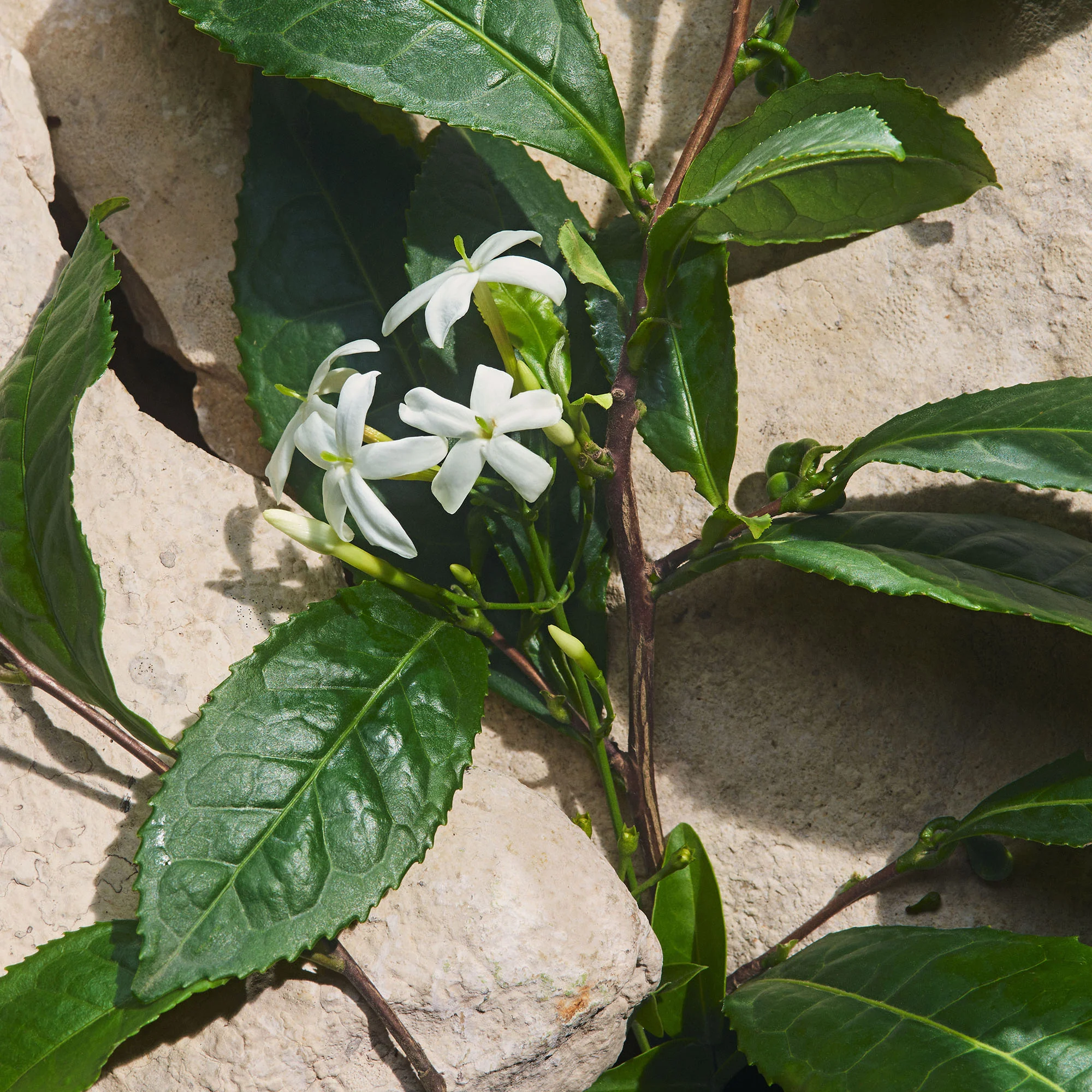 Ανοιχτό μπλε Capri In Love - Eau de Parfum