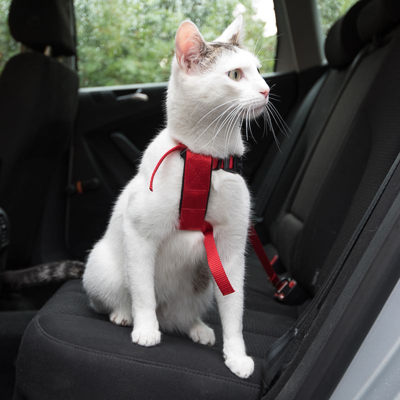 Trixie Auto-Geschirr für Katzen zu TOP-Preisen