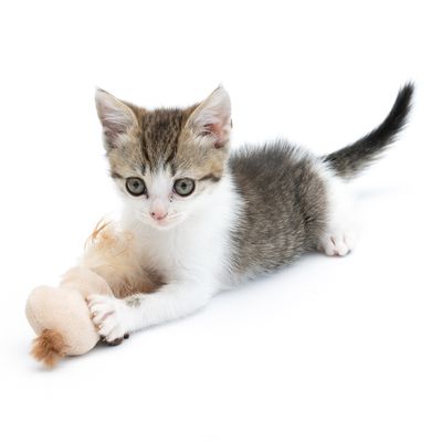 TIAKI Katzenspielzeug Faultier mit Katzenminze