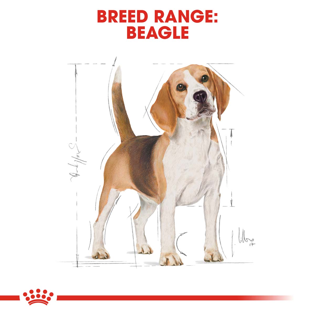 ROYAL CANIN Beagle Adult Hundefutter trocken kaufen bei ZooRoyal