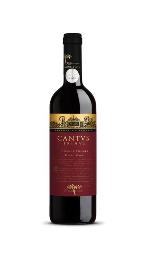 Vitis Metamorfozis CANTUS PRIMUS Schwarze Mädchentraube (Feteascä Neagrä)