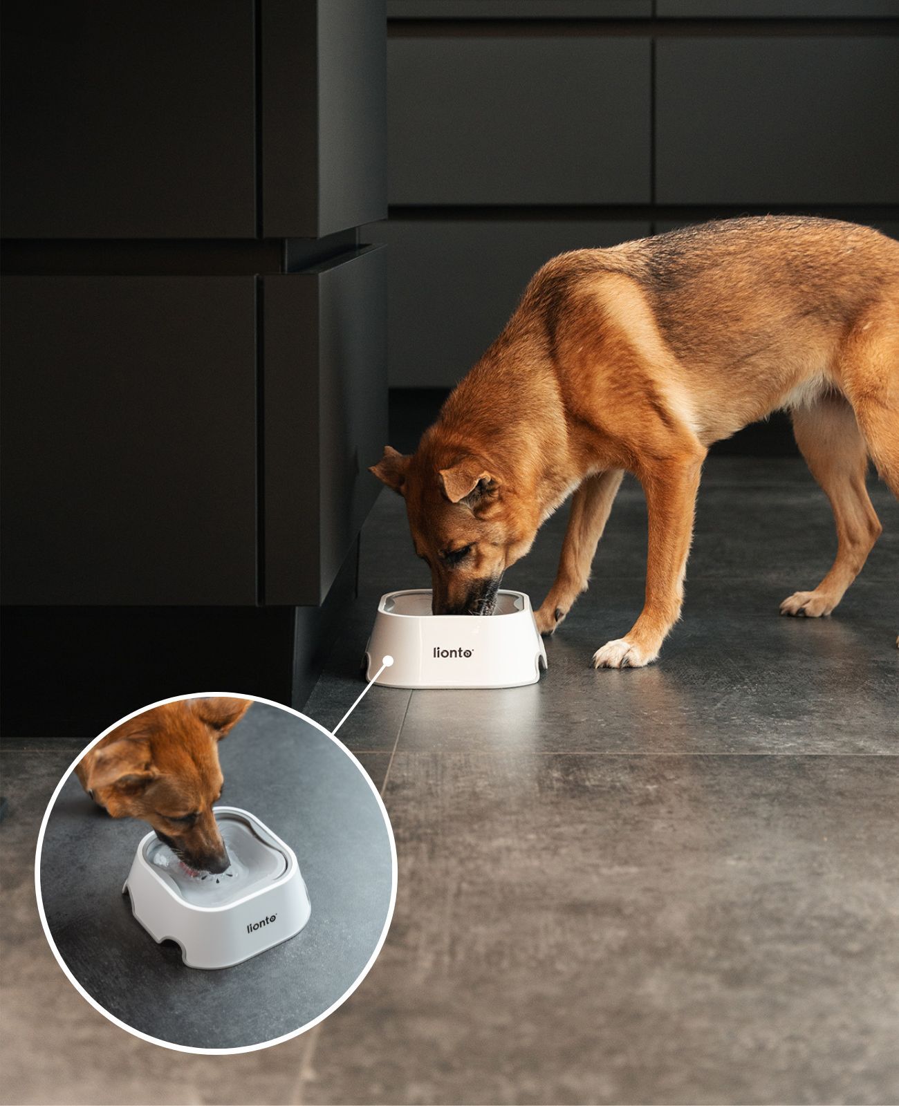 Lionto Futternäpfe Lionto Antischlabbernapf, 22,5 x 22,5 x 8cm