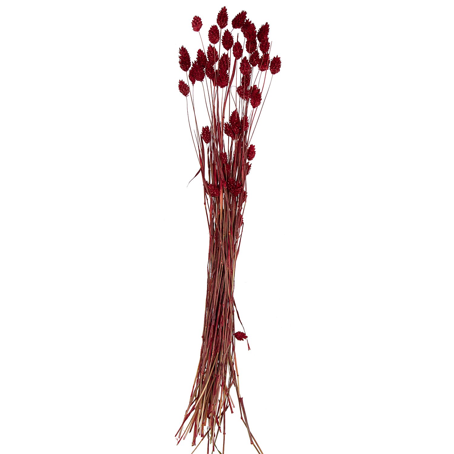 Echtes Phalaris, rot, 35–45 Stück