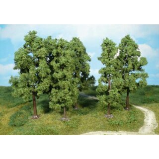 Buchen 18 cm (6 Stk.)
