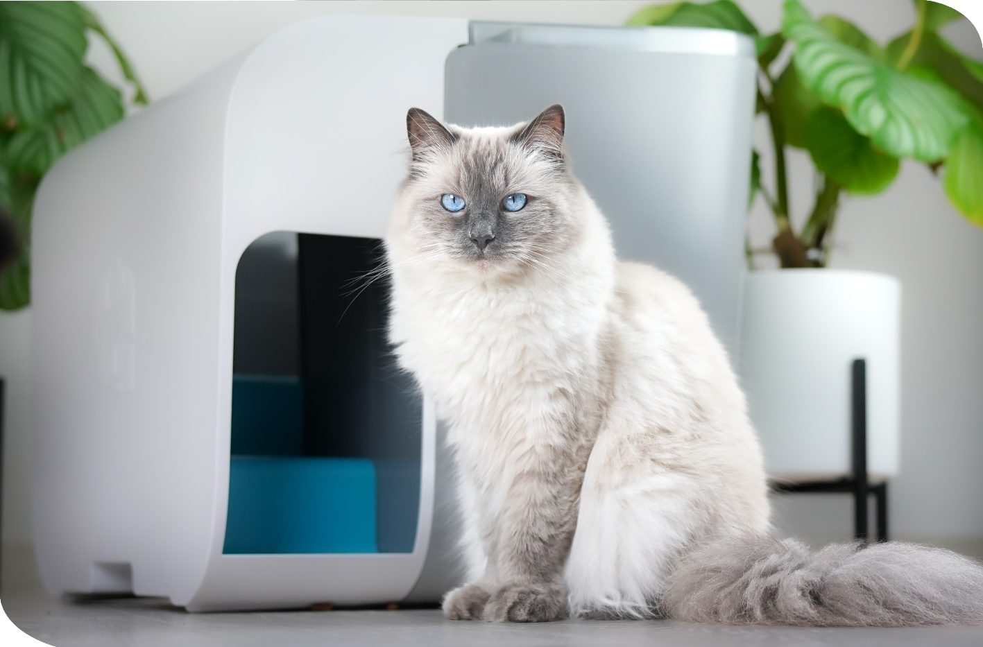 elly&bruce Katzentoiletten elly&bruce Katzentoilette Cloou