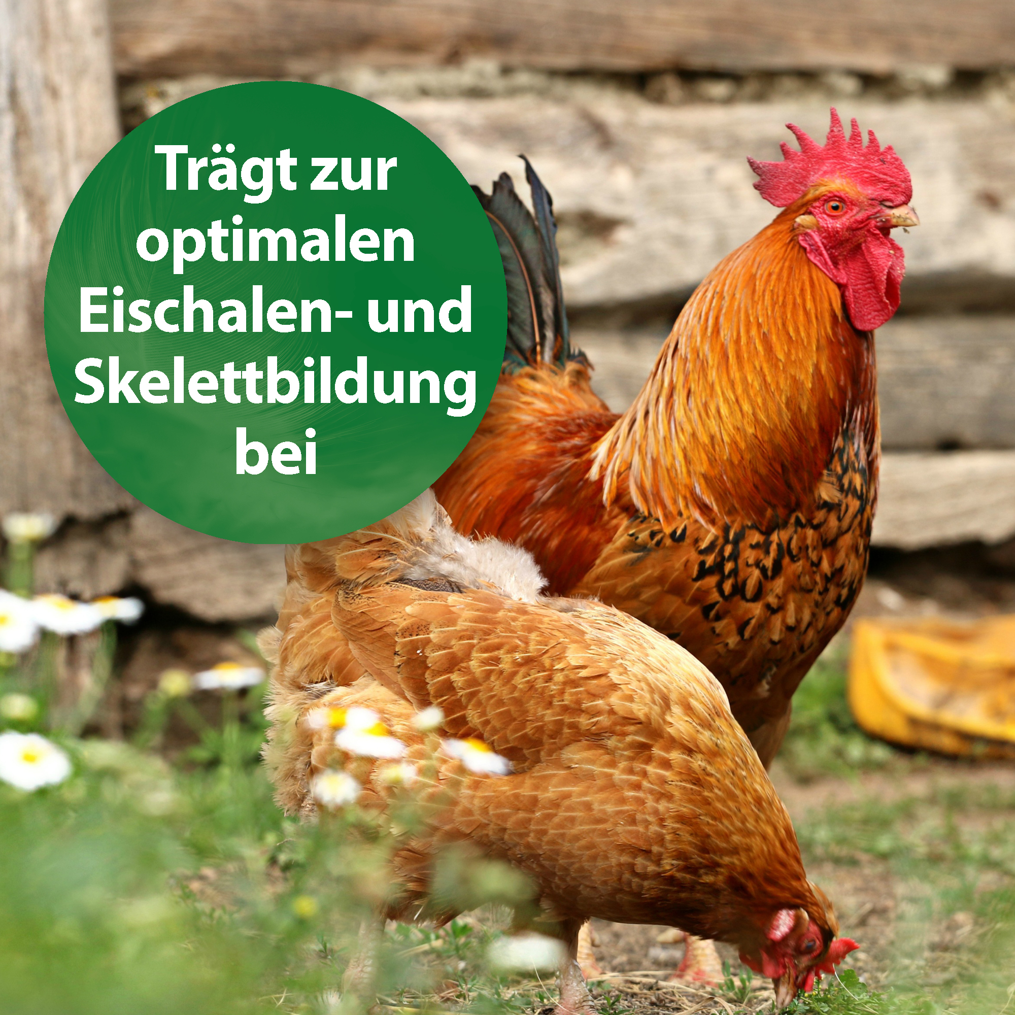 Quiko Ergänzungsfutter Quiko Vitaminkalk 1.000 g: Mineralien für Ziervögel