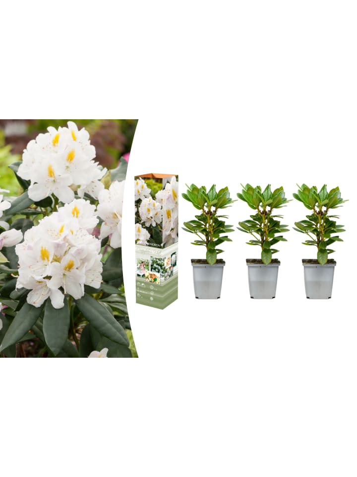 OH2 3er-Set: Rhododendron 'Cunningham's in Weiß günstig kaufen onesize