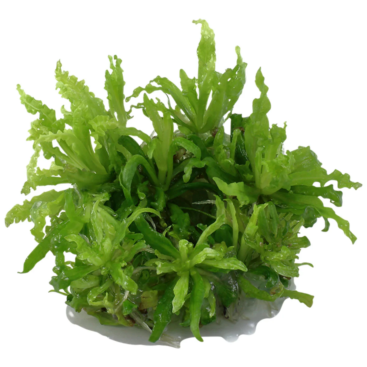 Tropica Aquariumpflanze Pogostemon helferi kaufen