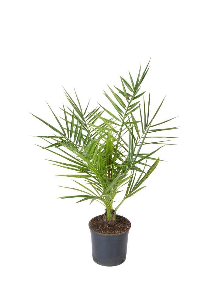 OH2 Phoenix canariensis Mittel in Grün günstig kaufen onesize