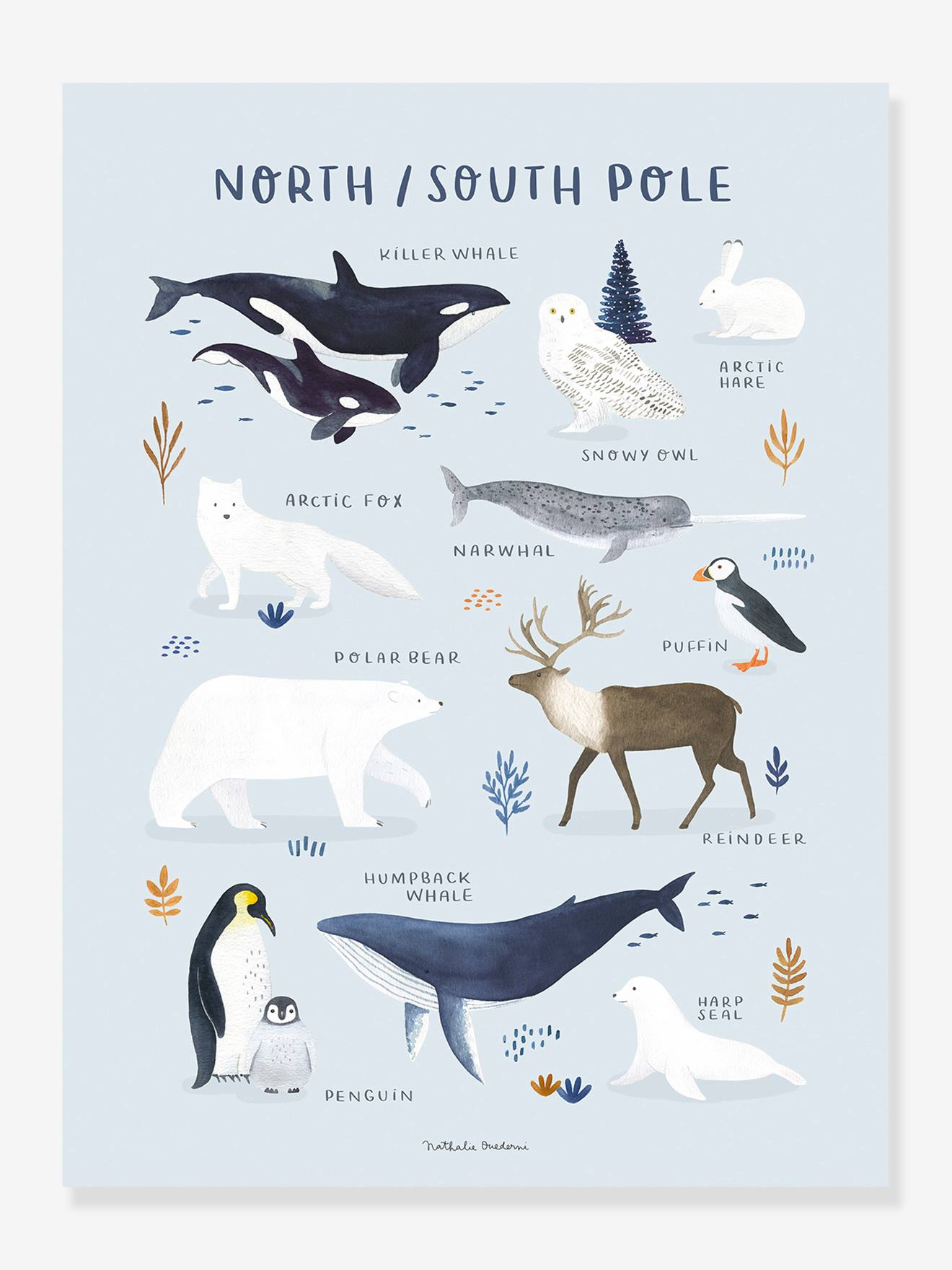 Affiche Animaux Pôle Nord/Sud Living Earth LILIPINSO bleu glacier