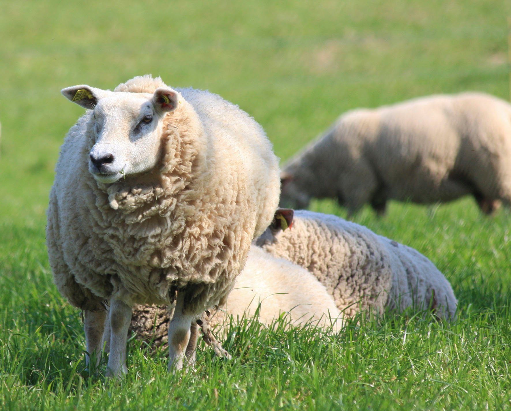 Matratzenauflage Pure Wool Hefel