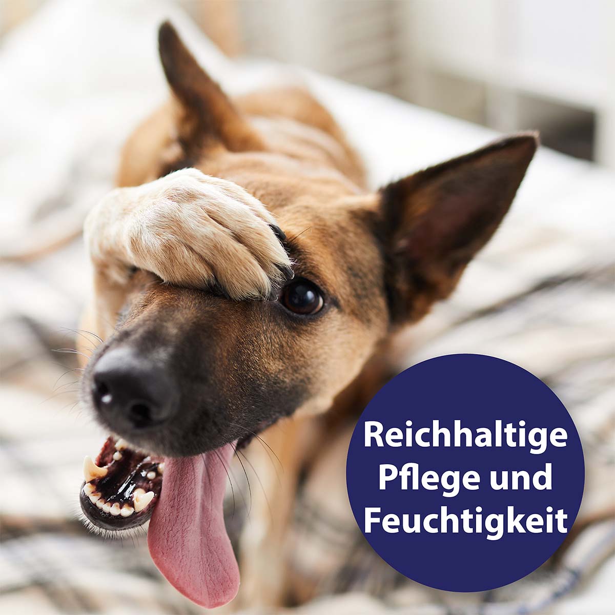 Canosept Pfotenpflege für Hunde 75g günstig kaufen bei ZooRoyal