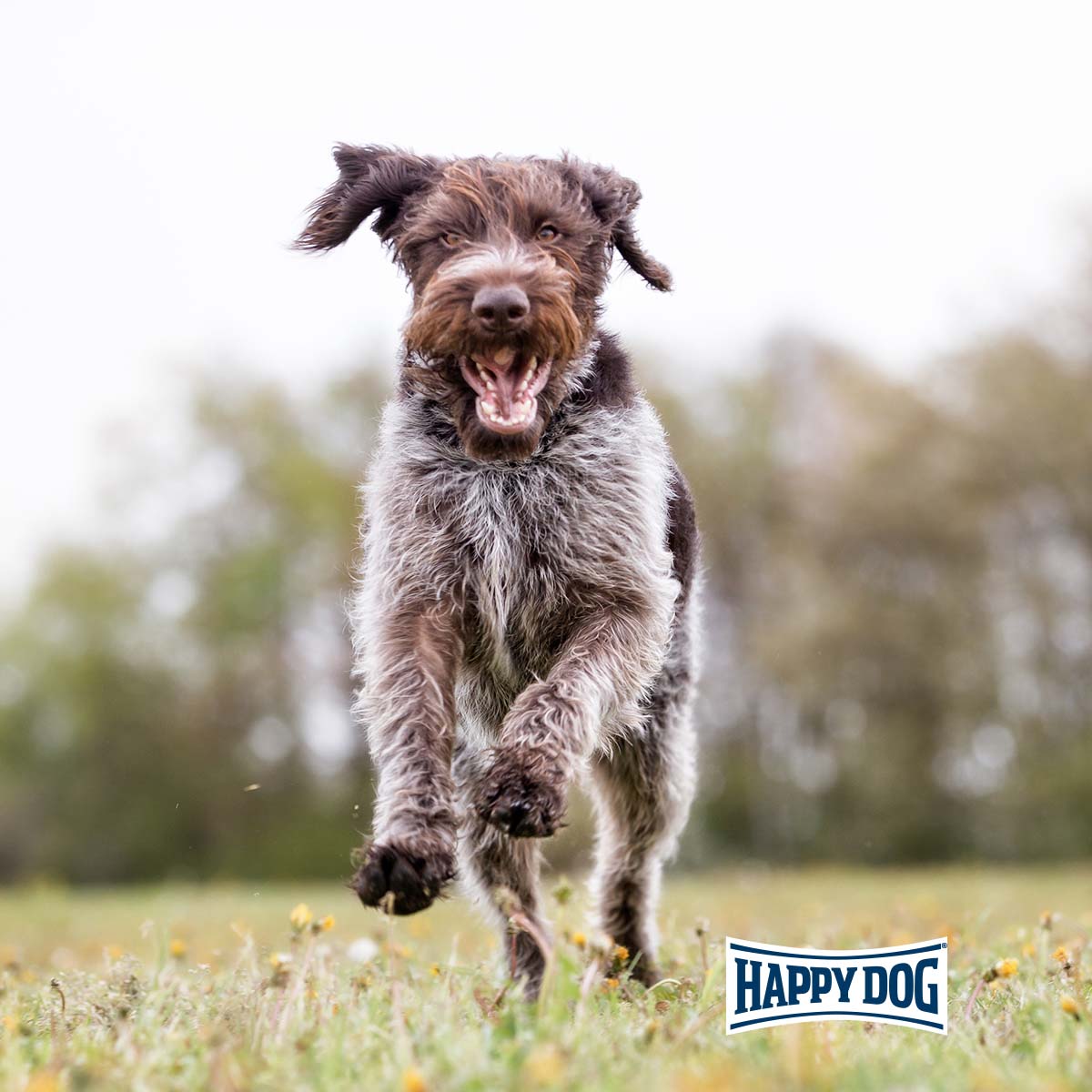 Happy Dog Supreme fit & vital Senior günstig kaufen bei ZooRoyal