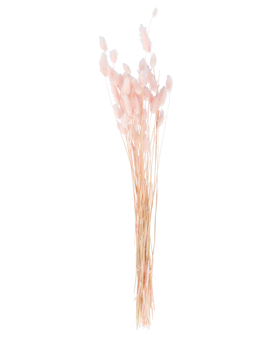 Trockenblumen Samtgras