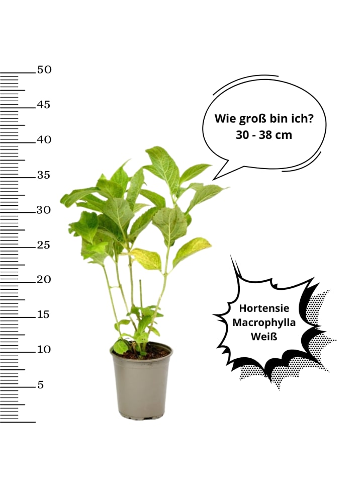 OH2 6-er: Set Hortensie (Hydrangea macrophylla) in Weiss günstig kaufen onesize
