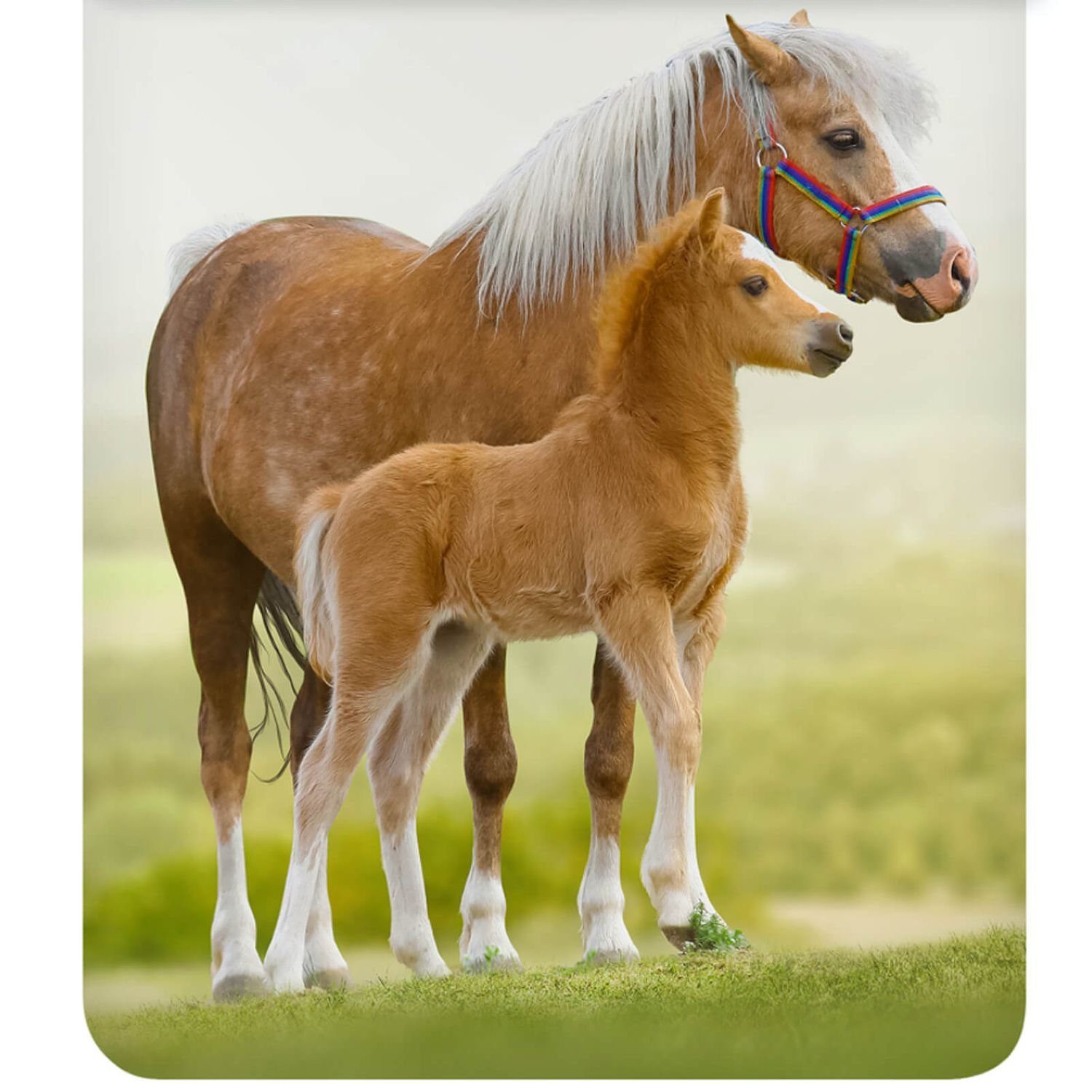 Kinderbettwäsche Pferd Trendy Bedding, ESPiCO, Renforcé, 2 teilig, Tiermotiv, Pony
