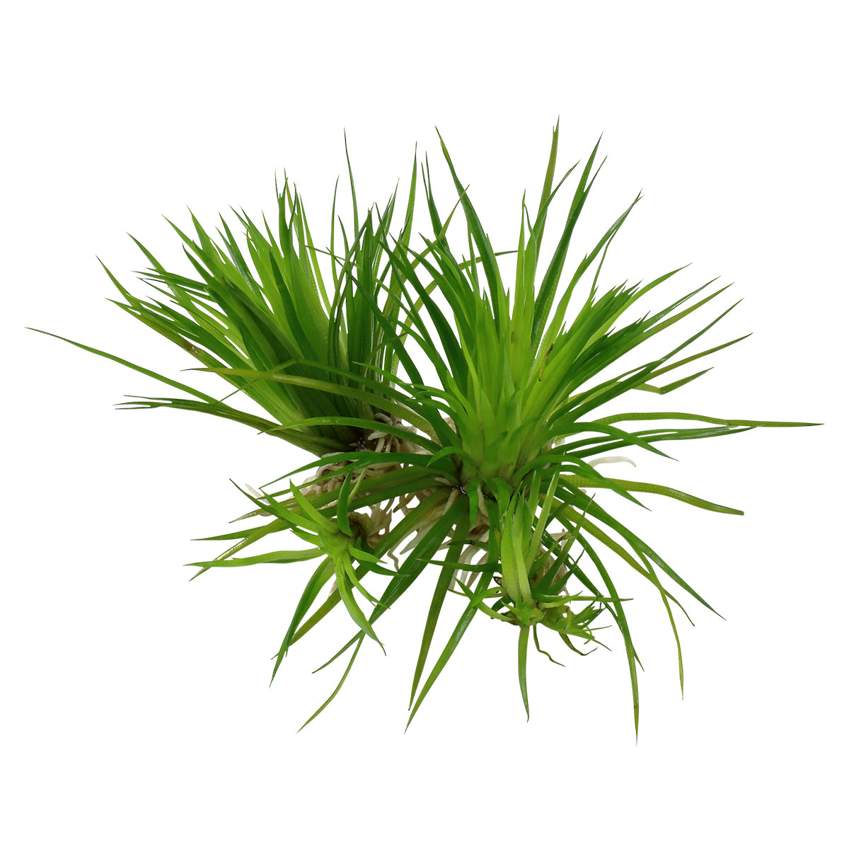 Tropica Aquariumpflanze Eriocaulon cinereum kaufen