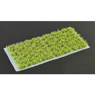 Green Shrubs