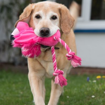Hundespielzeug Flamingo mit Tau