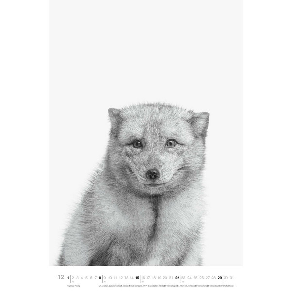 ANIMALS 2024 - FOTO-KALENDER - POSTER-KALENDER - Kalender