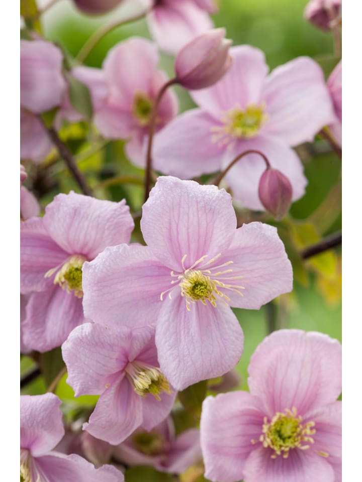 OH2 3er-Set Pflanzen Clematis Montana Rubens in Pink günstig kaufen onesize