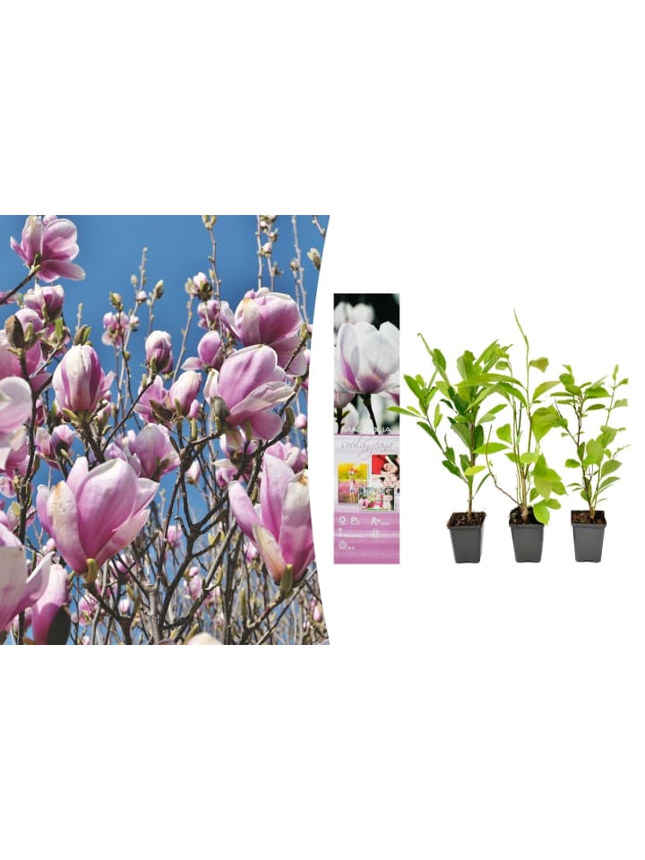 OH2 3er-Set Magnolien Soulangeana in Dunkel Rosa günstig kaufen onesize