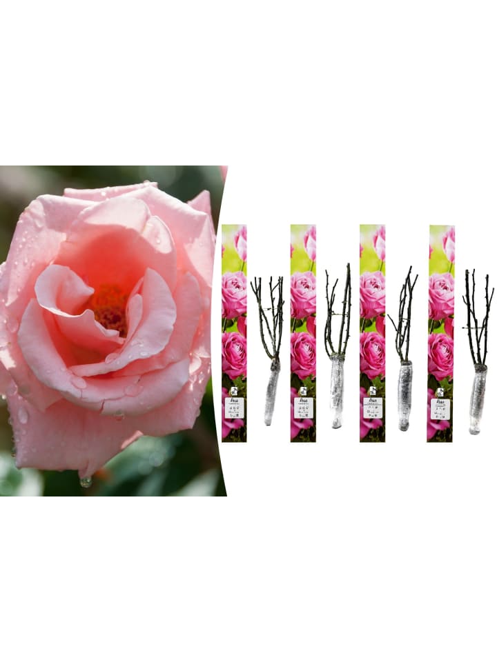 OH2 4er-Set: Duftende großblumige Gartenrosen in Rosa günstig kaufen onesize