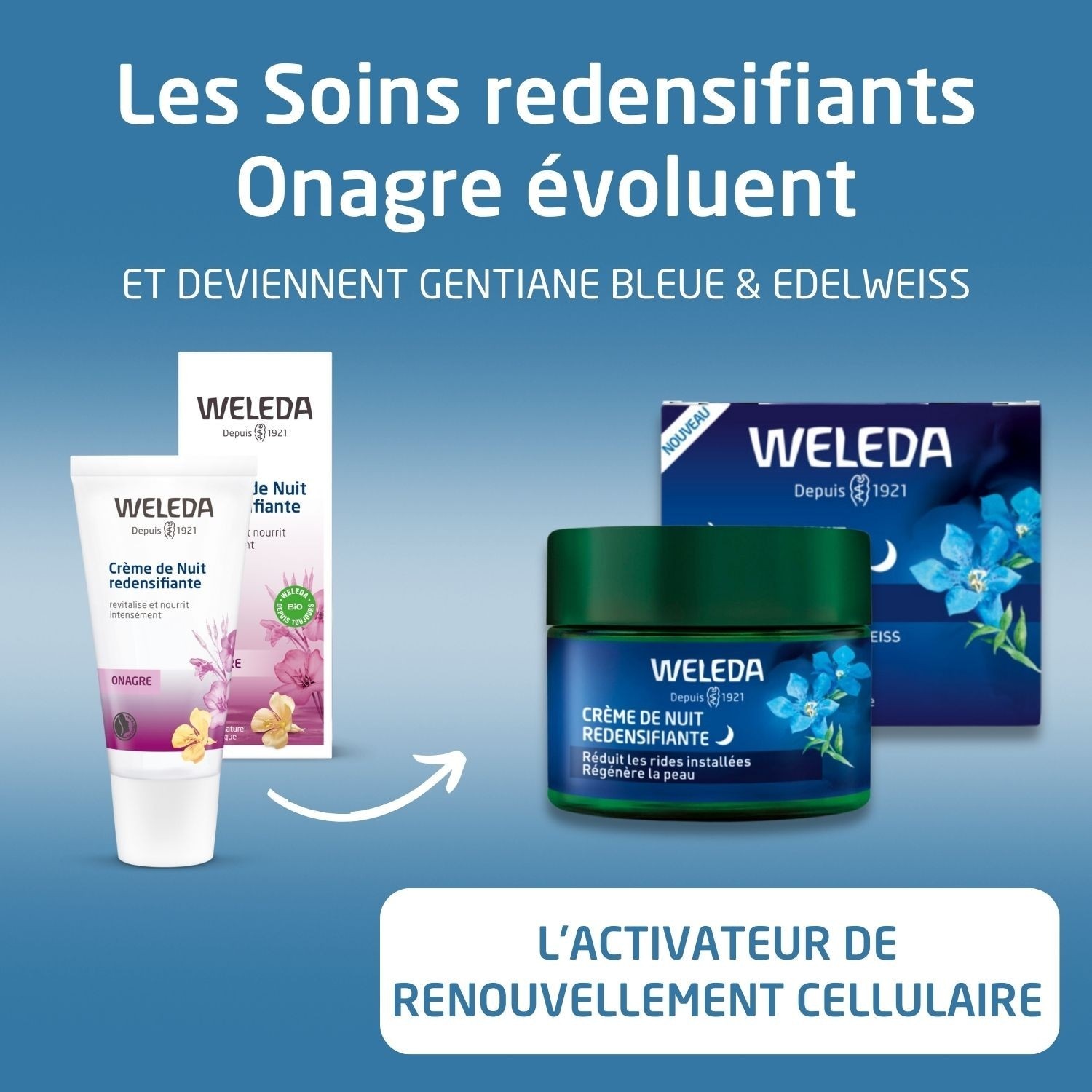Weleda Redensifying Night Cream med blå gentiana og edelweiss - 40 ml
