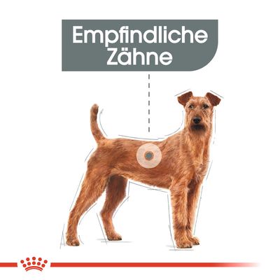Royal Canin CCN Dental Care Medium