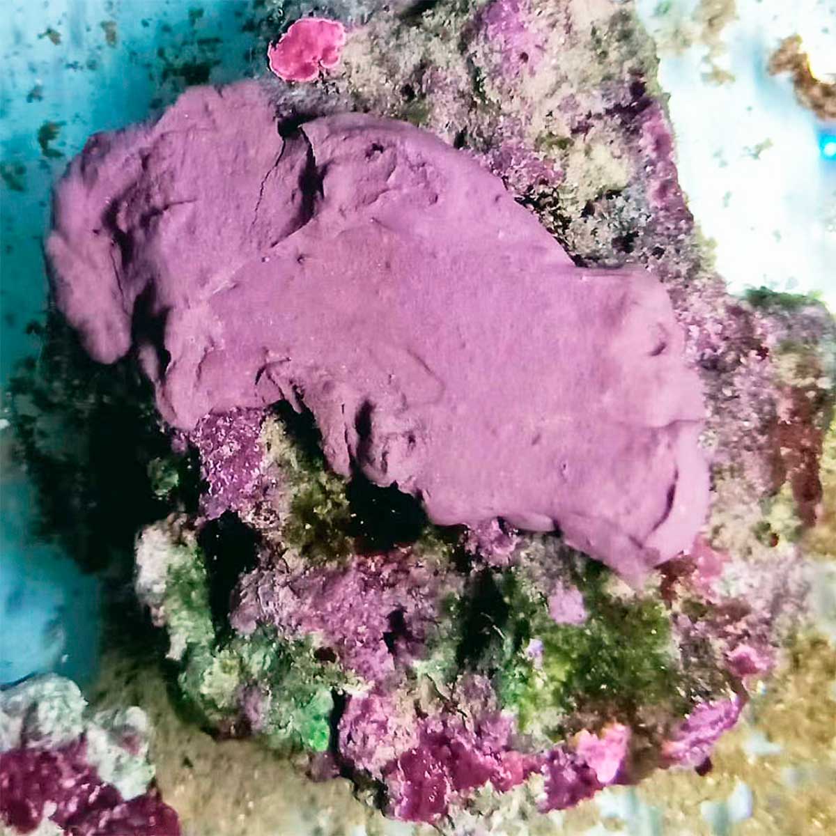 Dupla Marin Reef Former günstig kaufen