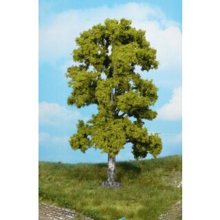 Birke 18 cm (1 Stk.)