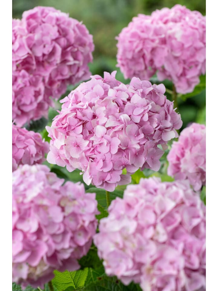 OH2 4-er: Set Hortensie (Hydrangea macrophylla) in Bunt günstig kaufen onesize