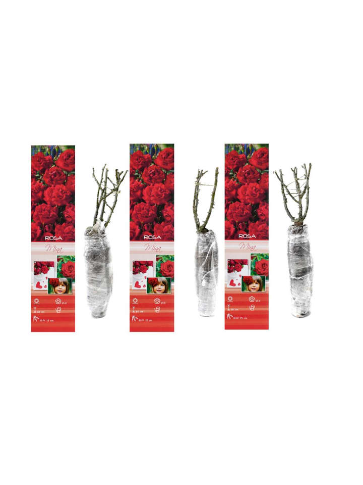 OH2 3er-Set Polyantha-Rosen in Rot günstig kaufen onesize